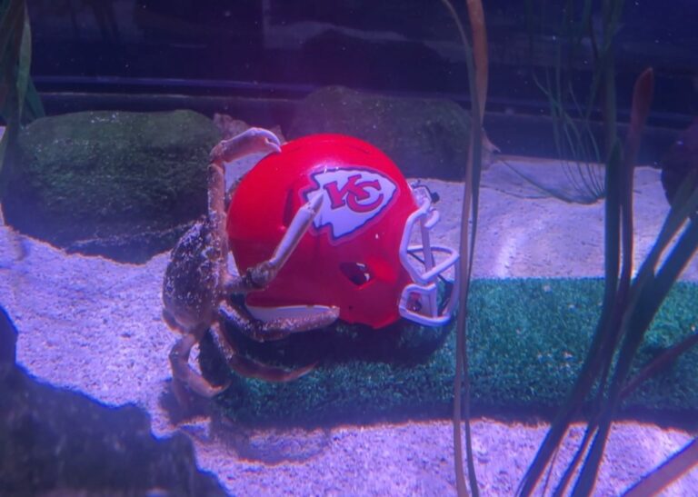 NJ crab predicts Kansas City Chiefs will win Super Bowl